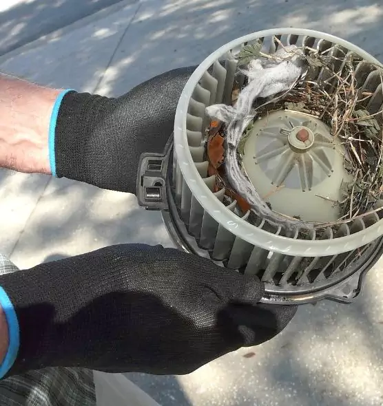 About Air Duct Mice Removal in Clermont, FL